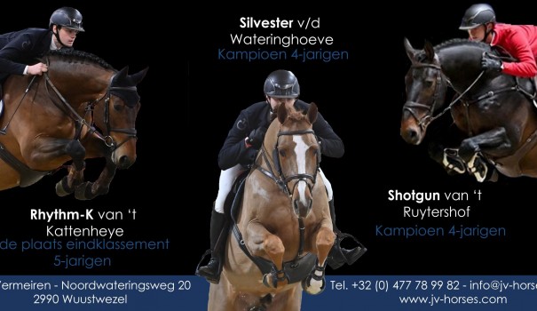 Kampioenen - Lannoo Belgian Stallion Competition